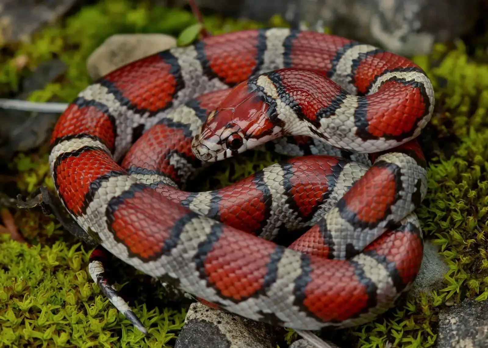 Imagem do King Snake